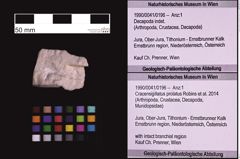 Foto (Objekt + Etiketten) von Cracensigillatus prolatus (Robins et al., 2014) (NHMW-GEO-1990-0041-0196)